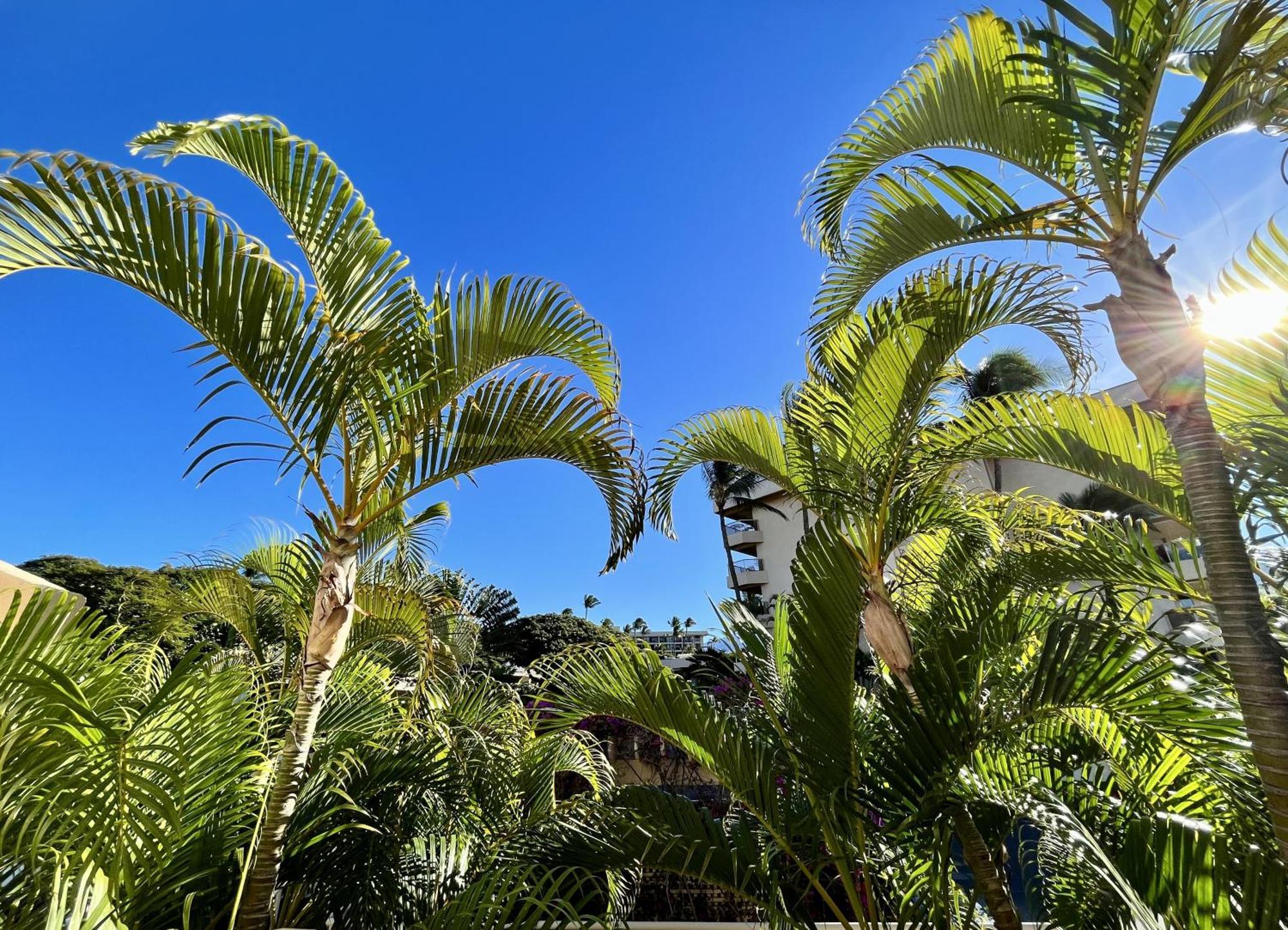 ワイレア Maui Banyanヴィラ 部屋 写真